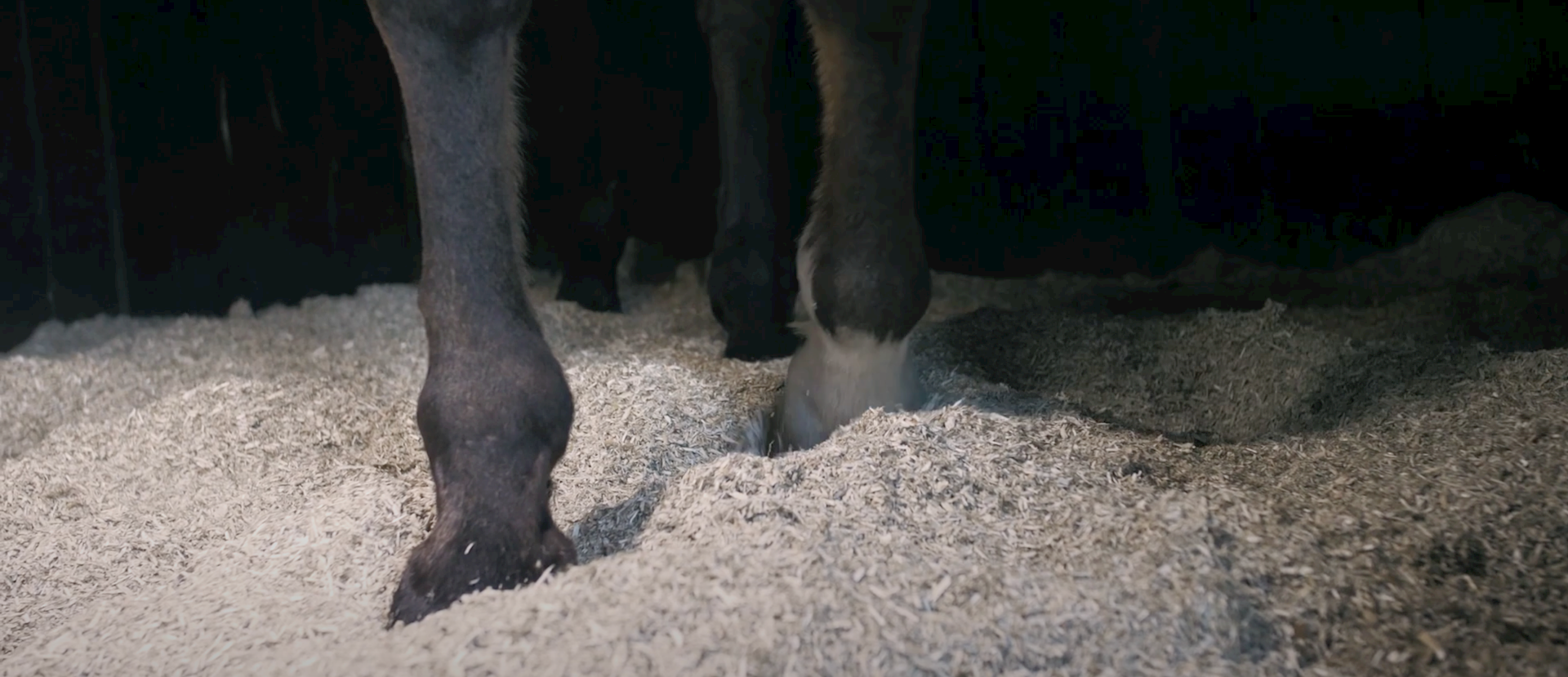Gaya vijfde op kortebaan Nootdorp op Duindigt.