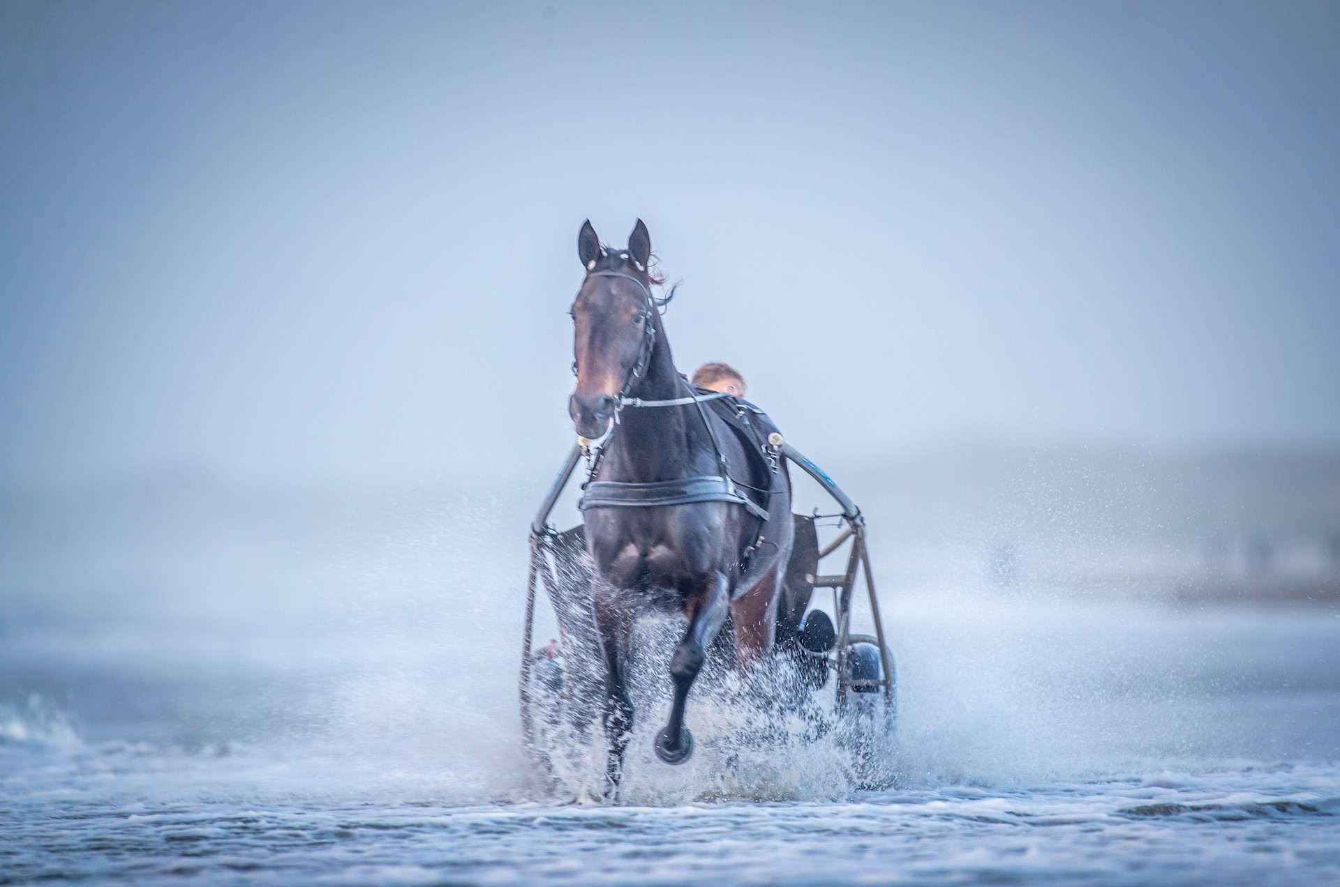 Tweede plaatsen voor Gaya, Fip en Juliette en een vierde plaats voor Gabor op het gras van Joure.