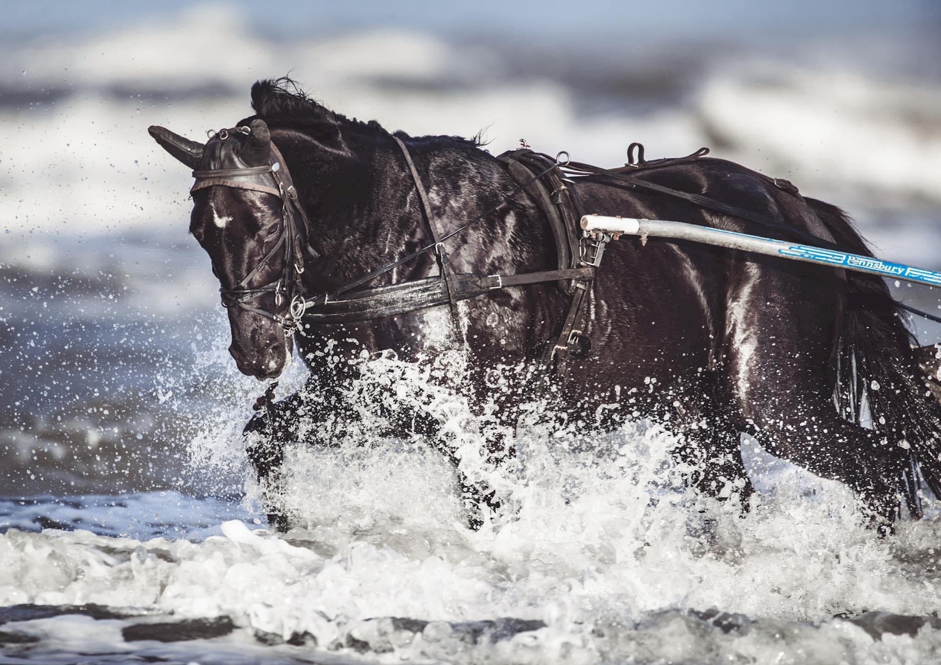 Elegant derde op Vincennes in nieuw record!