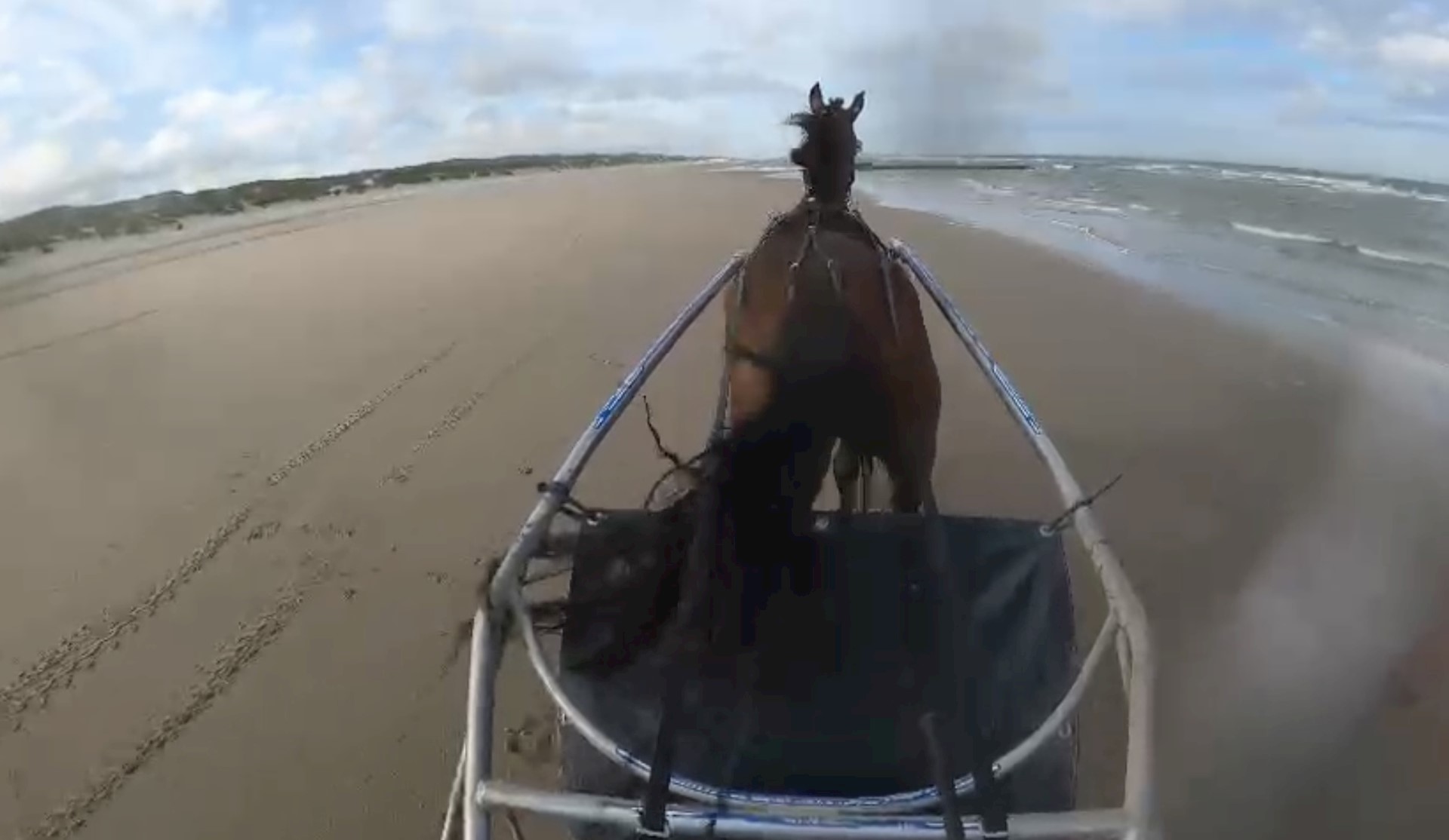 Pegasus bij zijn debuut vijfde in een mooie tijd op Duindigt.