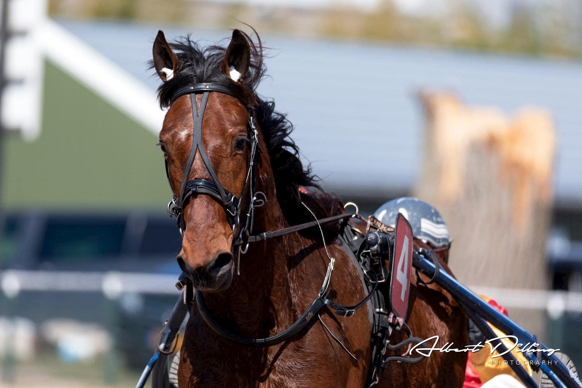 Hilto zesde op Victoria Park Wolvega.