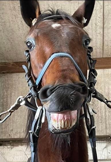 Heine vierde en Lovely zesde op Victoria Park Wolvega.