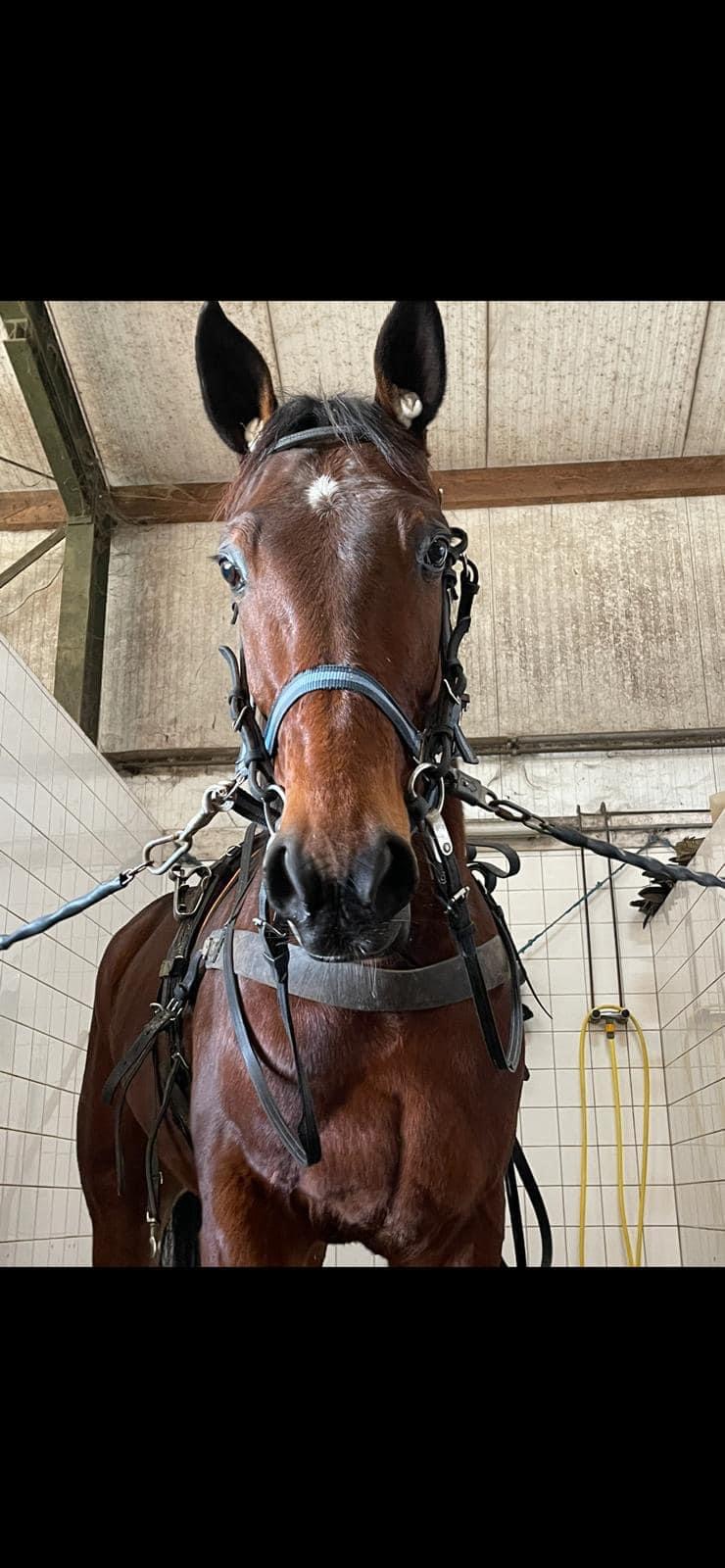 Heine vijfde in snelle tijd op Victoria Park Wolvega.