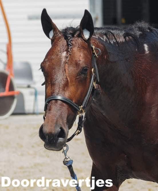 New vierde, Loes vijfde en Leo zesde op Victoria Park Wolvega