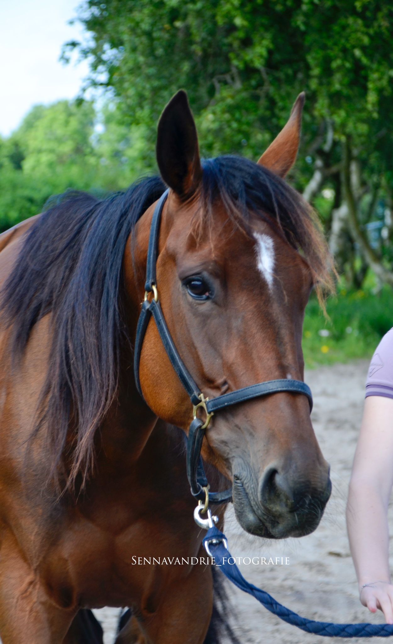 Mona derde en Cassidy vijfde op Duindigt.