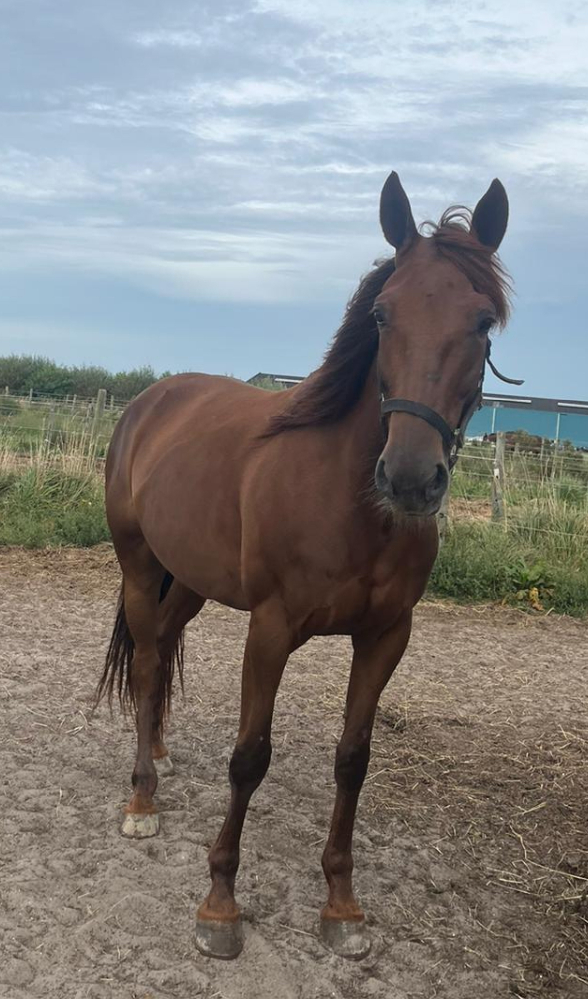 Hequejuela wint op Victoria Park Wolvega! Lisboa en Ipriola derde.