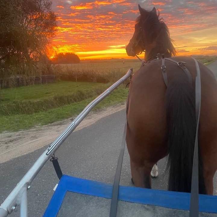 Loes tweede en Lucky vijfde op Victoria Park Wolvega.