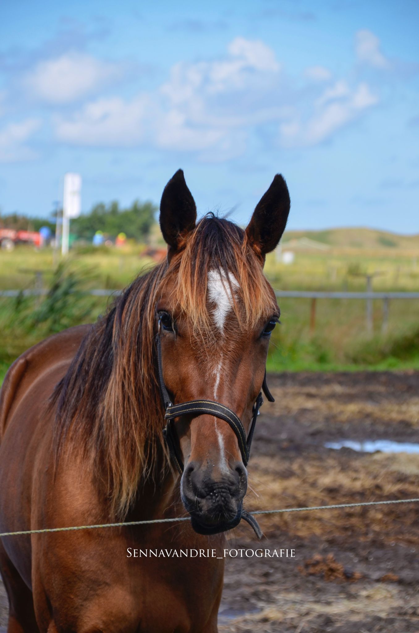 Ottey mooi tweede op Alkmaar Zeturf Arena.