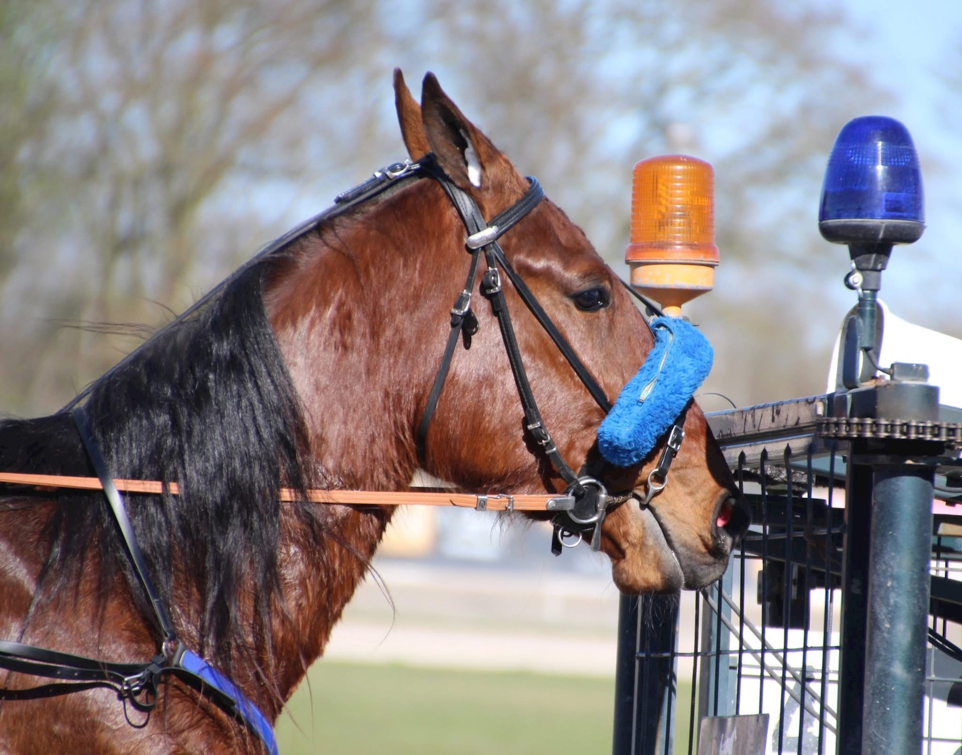 Precious zesdeop Duindigt.